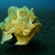 Frogfish riding