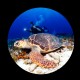 fisheye turtle and photographer