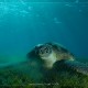 Dungi Öböl teknőse