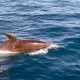 Delfin a merülésről hazafele a hajó mellett