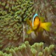 St. Johns, Dangerous Reef
