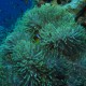 Ras Mohammed, Anemone - Shark Reef