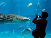 Dubai akváriumának egyik híressége volt a fiatal cetcápa, akit a közelmúltban szabadon engedtek.