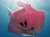 A rózsaszín zátonylakó ördögráját (Mobula alfredi) csak néhány éve fedezték fel a Nagy Korallzátonynál.