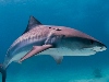Egy vörös-tengeri búvárbaleset okozójaként cápát emlegettek, de a beszámolók szerint csak az első hírek voltak félreérthetőek.