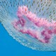 Vilagito meduza