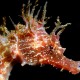 Red seahorse