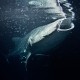Whale shark gulp feeding at night