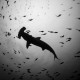 Single hammerhead shark silhouette black and white