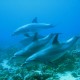 delfin zacskóval