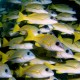 Sárga csattogóhalacskák