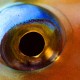 The eye of the parrotfish