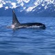 Legfőbb természetes ellensége a kardszárnyú delfin (Orcinus orca)