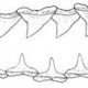 A selyemcápa fogszerkezetét ábrázoló rajz
