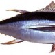 Legfontosabb zsákmánya a sárgaúszójú tonhal (Thunnus alabacoros)