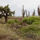Kaktuszok (Isabela sziget)