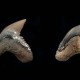 Egy miocén időszaki tigriscápa, a Galeocerdo aduncus 15 millió éves fogai