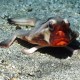 Pirosszájú denevérhal (fotó: Nelson Martinez)