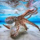 Dancing Octopus - Gabriel Barathieu