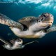 Green Turtles in the rays - Greg Lecoeur
