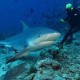 A bikacápa számos helyen a cápás merülések sztárja
