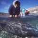 Sekély vizekben elpusztult grönlandi cápa
