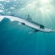 Nem véletlenül tartják a kékcápát az egyik legszebb cápafajnak