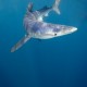 A kékcápa az egyik legaktívabban vándorló cápafaj