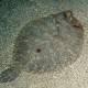 Az angyalcápa kedvelt prédái az aljzaton élő kisebb halak