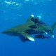 Az emberre nézve a negyedik, potenciálisan legveszedelmesebb cápafajnak tartják