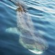 Az óriáscápa közvetlenül a felszín alatt úszva táplálkozik