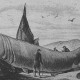 Óriáscápát ábrázoló metszet a XIX. század elejéről