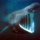 Az óriáscápaé a legnagyobb száj az összes cápa között