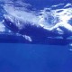A Földközi-tengeren horogra akadt szürkecápa