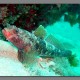 Vörösszájú ajakoshal
