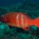 Vörös koral sügér