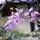 Lila orchideák