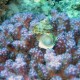 Korall csigával