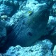 Óriás muréna kis halakkal