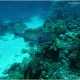 Sha´ab Samadai / Dolphin Reef