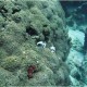 Korallfal gömbhallal és szivacsokkal