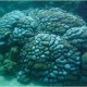 Koralldomb (Marsa Abu Dabbab)