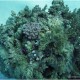 Korallcsokor