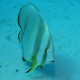 Satayah / Dolphin Reef