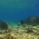 Púposfejű papagájhal csapat lakomázik