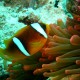 Amphiprion bicinctus-Kétcsíkos bohóchal