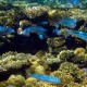 Caesio suevica-Kék csattogóhalak
