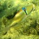 Rhinecanthus assasi-Vörös-tengeri Picasso-hal