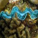 Tridacna maxima-Óriáskagyló