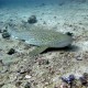 Anemone Reef
